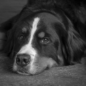 Portrait of Bernese Mountain Dog 208176