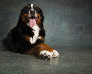 Portrait of Bernese Mountain Dog 208182