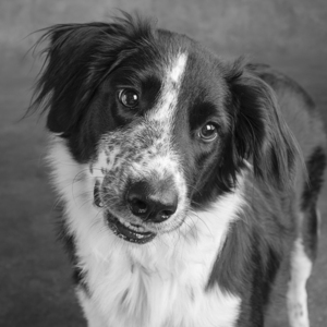 Studio shot of Border Collie 208258