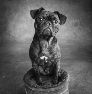 Studio portrait of Pug Bulldog Mix 208305
