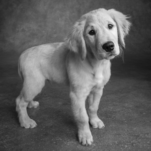 Studio portrait of Golden Retriever puppy 208375