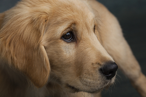 Close-up of Golden Retriever puppy 208383