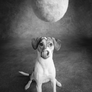 Portrait of a Mixed Dog playing with a Tennis Ball 208416