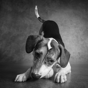 Studio shot of mixed breed dog playing with tennis ball 208420