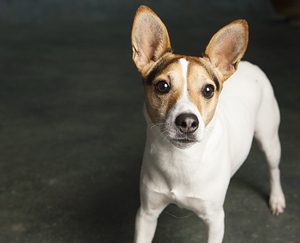 Studio portrait of Jack Russell Terrier 208445
