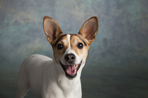 Studio portrait of Jack Russell Terrier 208482