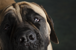 Close-up of Mastiff 208524