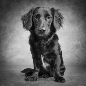 Studio portrait of mixed breed dog 208725