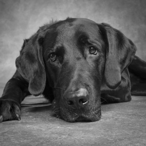 Studio portrait of Labrador Great Dane mixed dog 208880