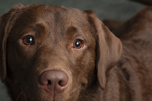 Portrait of Chocolate Labrador 208998