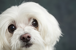 Portrait of a Maltese Dog 209050