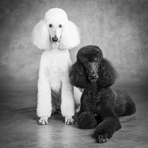 Black And White Portrait of Poodles 212869