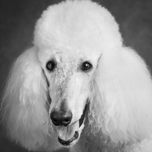 Portrait of Poodle 212879