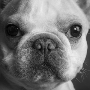 Close-up of French Bulldog 213125
