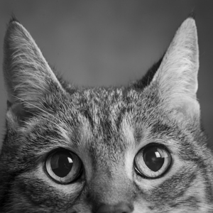 Portrait of a Tabby Cat 213150