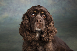 Portrait of Cocker Spaniel 213537