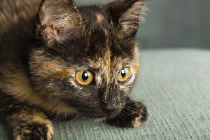 Portrait of Tortoiseshell Cat 213801
