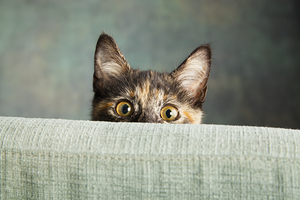 Portrait of Tortoiseshell Cat 213807