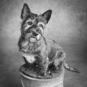 Portrait of Terrier mix dog 213865