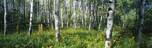 Field of Rocky Mountain Aspens 104876