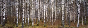 Silver birch trees in a forest Narke Sweden 22889