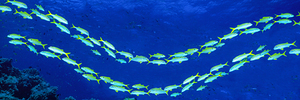 School of fish Great Barrier Reef Australia 249822
