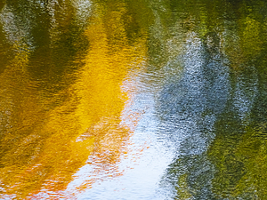 Ripples and reflections of a forest in water 255231