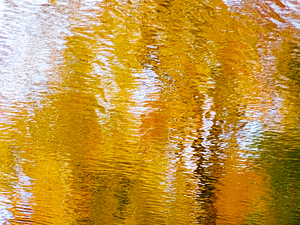 Ripples and reflection of a autumn tree in water 255234