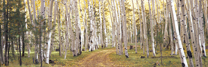 Aspen trees in Dixie National Forest Utah USA 31920