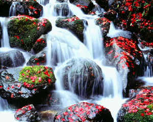 Waterfalls Kyoto Japan 64926