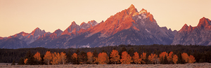 Aspens Grand Teton National Park Wyoming USA 68995
