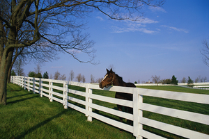 Thoroughbred Horse at fence Lexington Kentucky US 75635