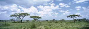 Acacia trees on a landscape Lake Ndutu Tanzania 76510