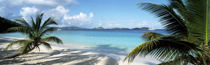 Palm trees on the beach US Virgin Islands USA 81920