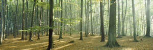 Woodlands near Annweiler Germany 82078