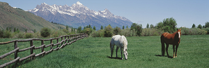 Horses in Teton Range Grand Teton National Park WY 83924
