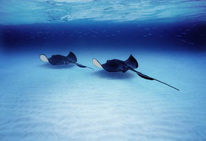 Southern Stingrays Grand Caymans 84099