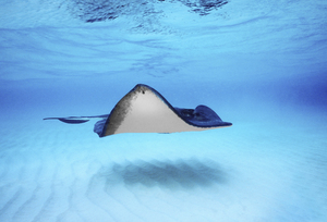 Southern stingray Grand Cayman Cayman Islands 84100