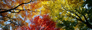 Low angle view of Autumn trees 84478