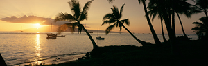 Silhouette of palm trees Lahaina Maui HI USA 86931