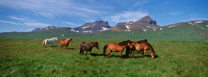Horses Standing And Grazing In A Meadow Borgarfjordur Iceland 88956