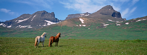 Horses Standing And Grazing In A Meadow Borgarfjordur Iceland 88957