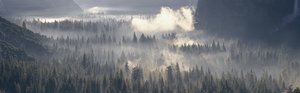 Fog over a Forest Yosemite National Park California USA 89175
