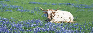Longhorn in Blue Bonnets Hill County Texas USA 92211