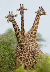 Masai Giraffes in forest LK Manyara Ntl Pk TAZN 95723