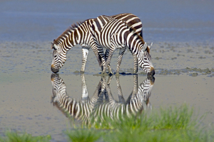 Zebras drinking water from lake NCA Tanzania AF 95728
