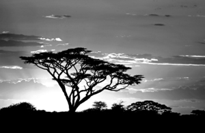 B&W Sil tree Ngorongoro Con Ar Arusha Reg TAZN 95964
