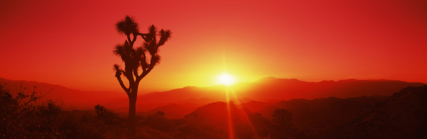 SIL Joshua tree dusk Joshua Tree Ntl Pk CA 111797 Print