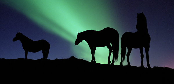 Aurora Borealous Silhouette of horses at dusk Iceland 123985 Print