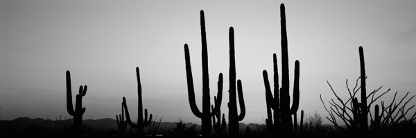 Silhouette of Saguaro cacti Saguaro National Park Tucson AZ 152002 by Panoramic Images